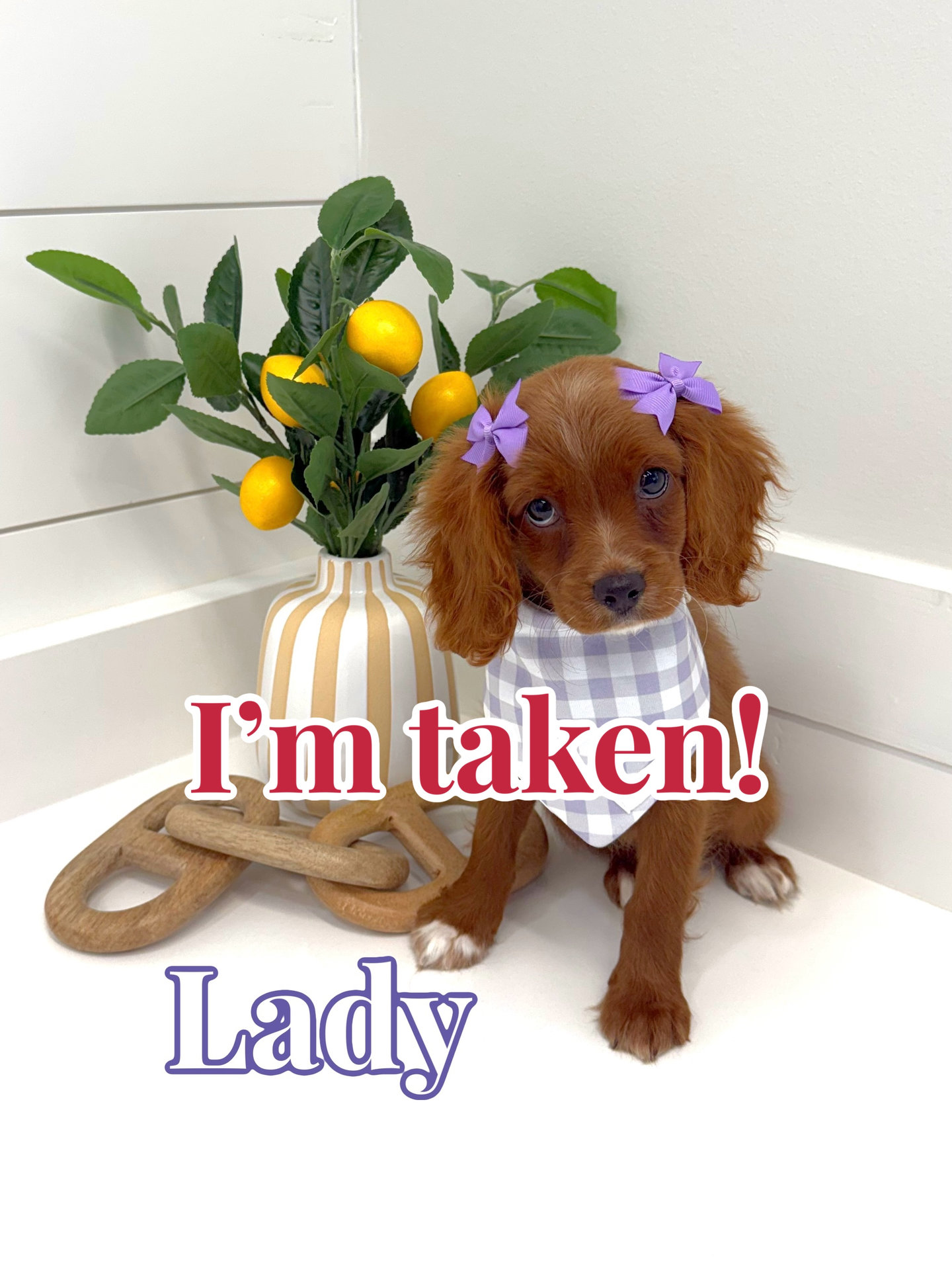 Lady - F Cavapoo - BPPP Litter --_Forever Home in Hickory- NC