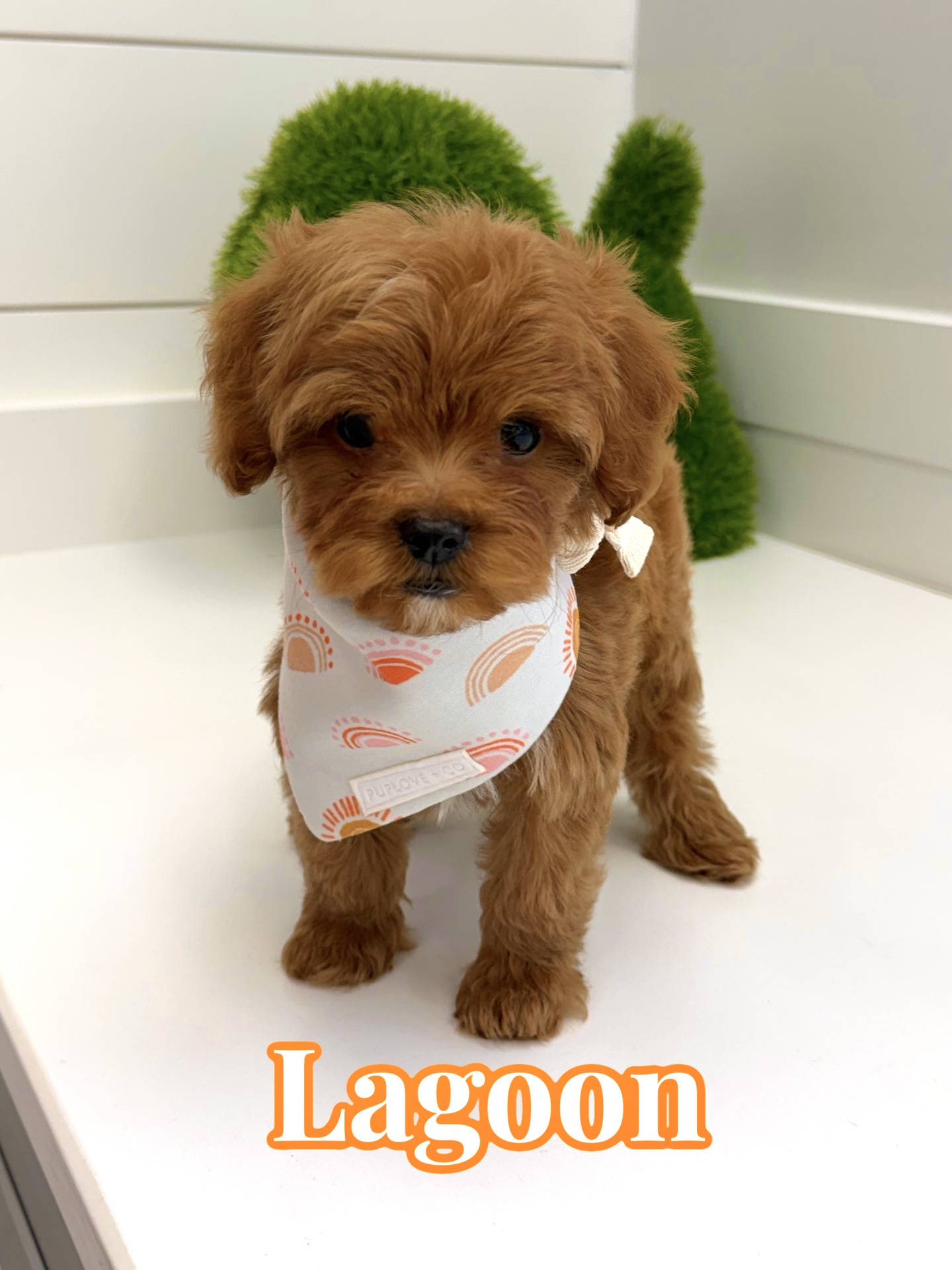 Lagoon - FBB Cavapoo Puppy - BPPP Litter --_