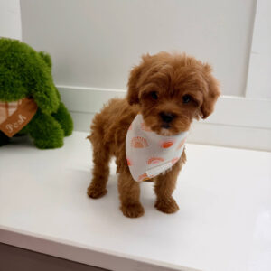 Lagoon - FBB Cavapoo Puppy - BPPP Litter --_
