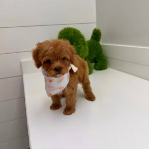 Lagoon - FBB Cavapoo Puppy - BPPP Litter --_