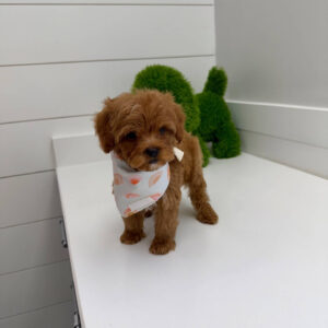 Lagoon - FBB Cavapoo Puppy - BPPP Litter --_
