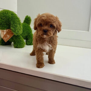 Lagoon - FBB Cavapoo Puppy - BPPP Litter --_