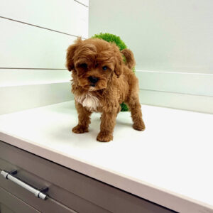 Lagoon - FBB Cavapoo Puppy - BPPP Litter --_