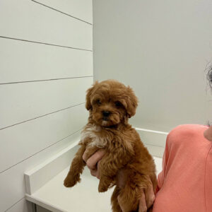 Lagoon - FBB Cavapoo Puppy - BPPP Litter --_