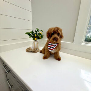 Lagoon - FBB Cavapoo Puppy - BPPP Litter --_v-