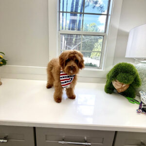 Lagoon - FBB Cavapoo Puppy - BPPP Litter --_v-