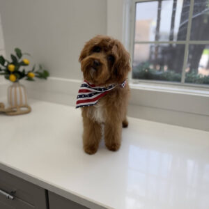 Lagoon - FBB Cavapoo Puppy - BPPP Litter --_v-