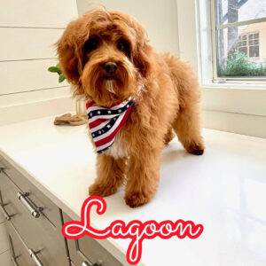Lagoon - FBB Cavapoo Puppy - BPPP Litter --_v-