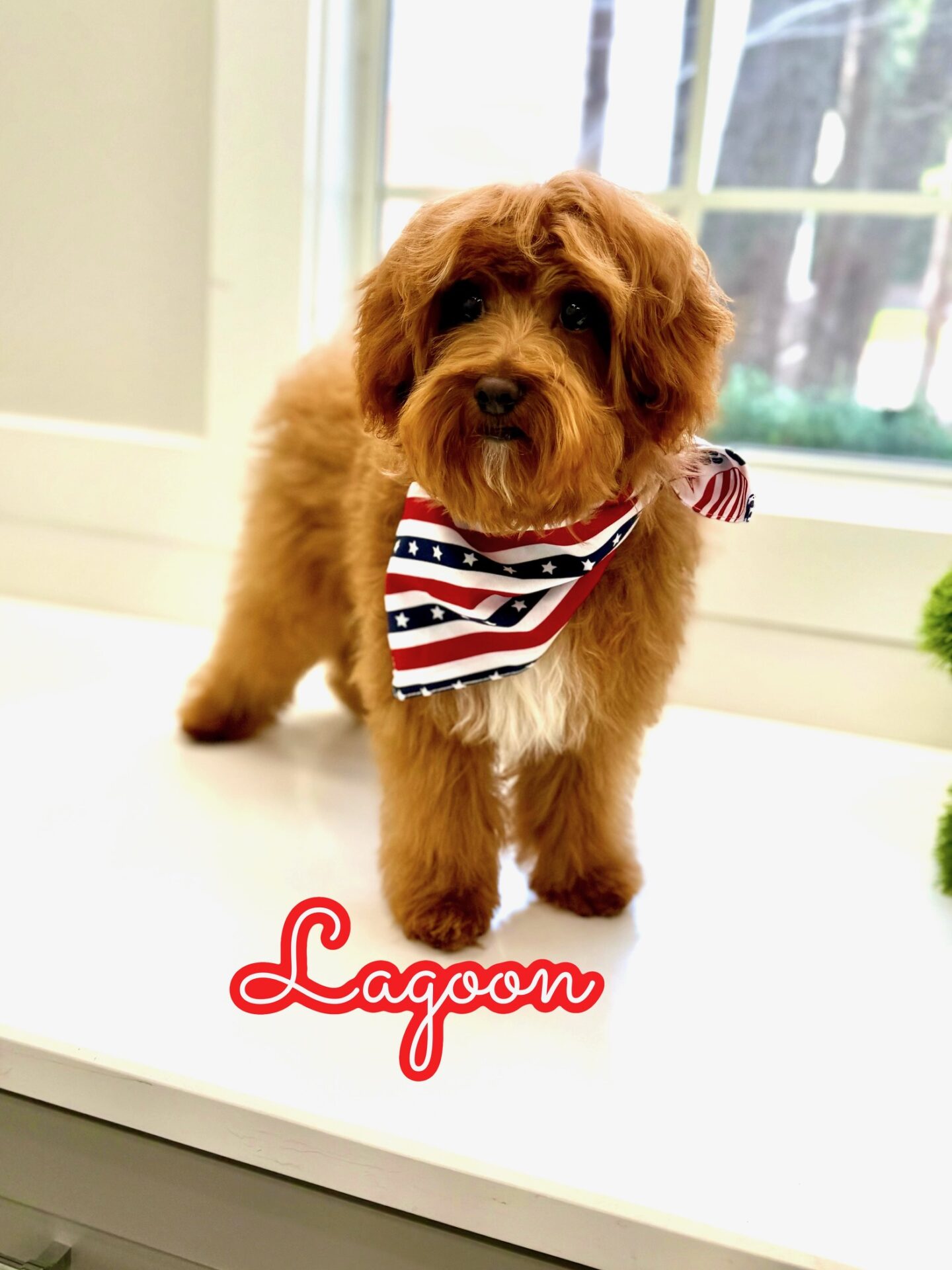 Lagoon - FBB Cavapoo Puppy - BPPP Litter --_v