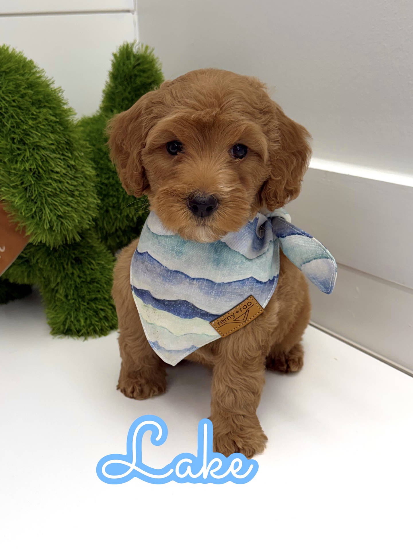 Lake - FBB Cavapoo Puppy - BPPP Litter --_