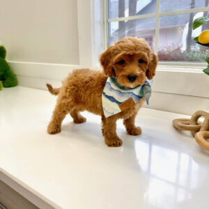 Lake - FBB Cavapoo Puppy - BPPP Litter --_