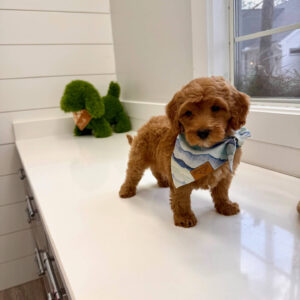 Lake - FBB Cavapoo Puppy - BPPP Litter --_