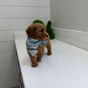 Lake - FBB Cavapoo Puppy - BPPP Litter --_