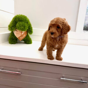 Lake - FBB Cavapoo Puppy - BPPP Litter --_