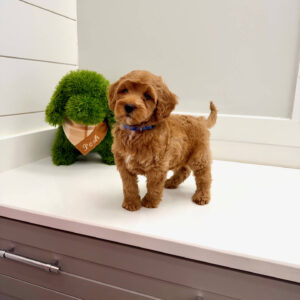 Lake - FBB Cavapoo Puppy - BPPP Litter --_