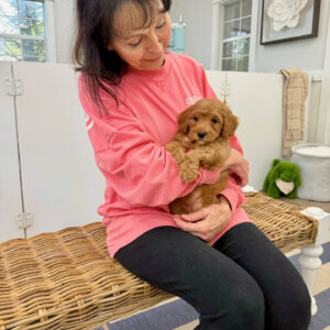 Lake - FBB Cavapoo Puppy - BPPP Litter --_