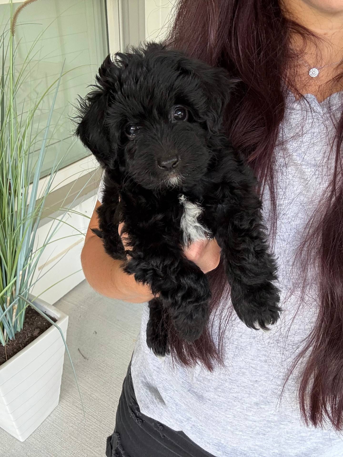 Leafy - Male Toy Micro Goldendoodle - Family Photo - Forever Home in Brooksville- KY