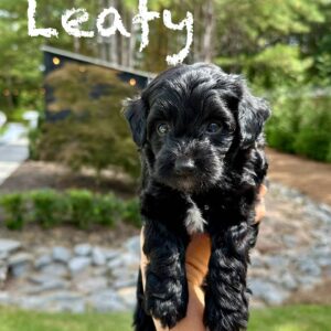 Leafy - Male Toy Micro Goldendoodle_