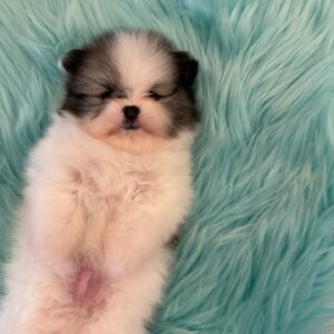 Liam - Wolf Sable White Parti - Pomeranian - Petite Posh Puppies -