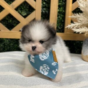Liam - Wolf Sable White Parti - Pomeranian - Petite Posh Puppies _