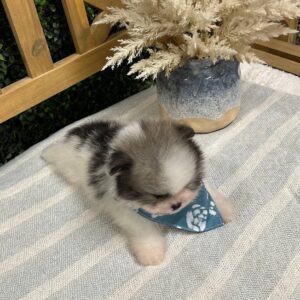 Liam - Wolf Sable White Parti - Pomeranian - Petite Posh Puppies _
