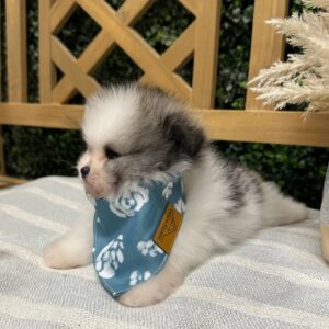 Liam Wolf Sable White Parti Pomeranian Petite Posh Puppies 6