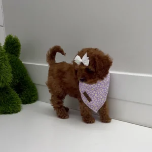 Lilac - FB Cavapoo Puppy - BPPP Litter --_