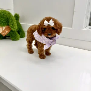 Lilac - FB Cavapoo Puppy - BPPP Litter --_
