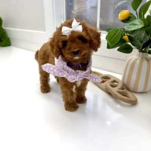 Lilac - FB Cavapoo Puppy - BPPP Litter --_