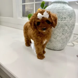 Lilac - FB Cavapoo Puppy - BPPP Litter --_