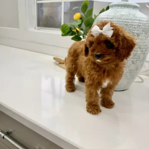 Lilac - FB Cavapoo Puppy - BPPP Litter --_
