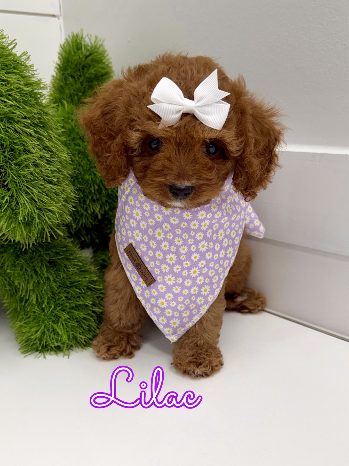 Lilac - FB Cavapoo Puppy - BPPP Litter --_