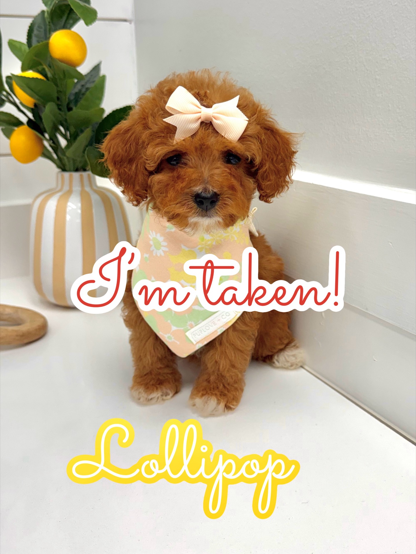 Lillipop - FB Cavapoo Puppy - BPPP Litter -- - Forever Home in Bradenton- GA
