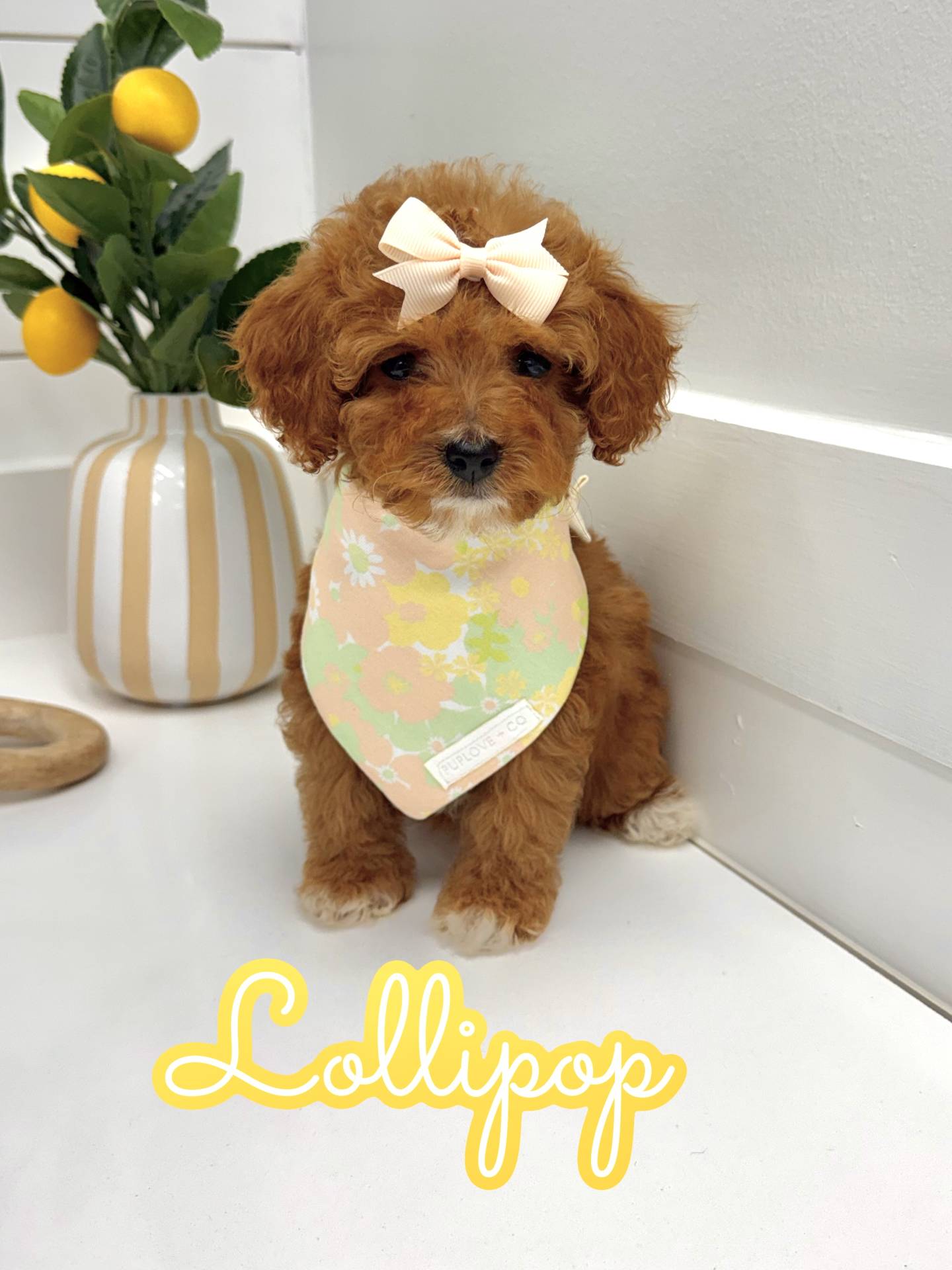 Lillipop - FB Cavapoo Puppy - BPPP Litter --