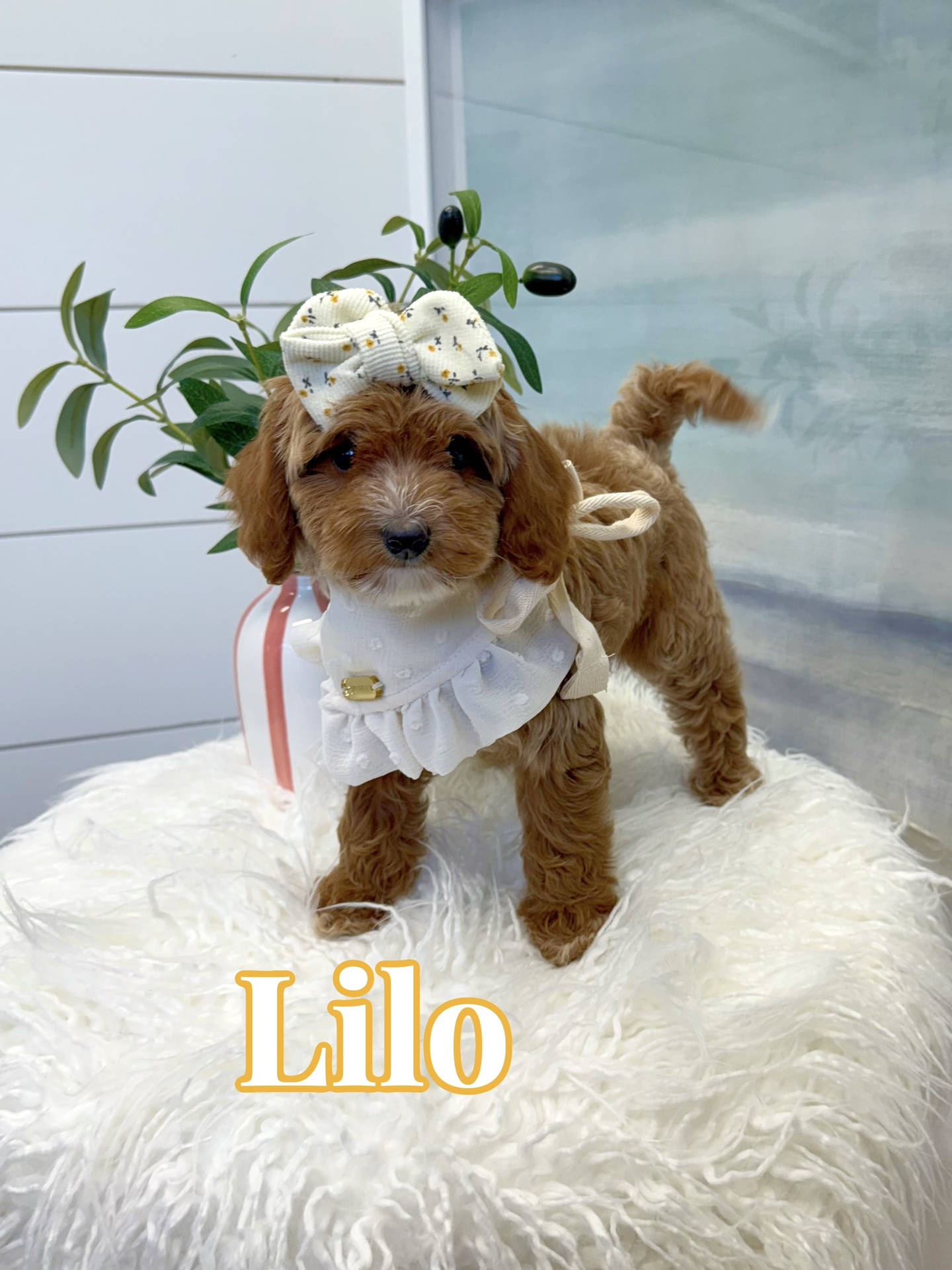 Lilo - FBB Cavapoo Puppy - BPPP Litter --