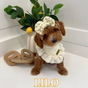 Lilo - FBB Cavapoo Puppy - BPPP Litter --_