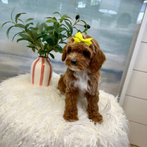 Lilo - FBB Cavapoo Puppy - BPPP Litter --_