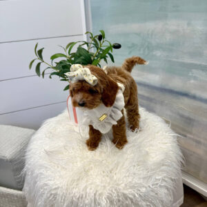 Lilo - FBB Cavapoo Puppy - BPPP Litter --_