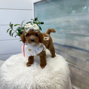 Lilo - FBB Cavapoo Puppy - BPPP Litter --_