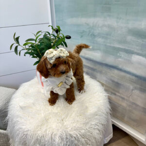 Lilo - FBB Cavapoo Puppy - BPPP Litter --_