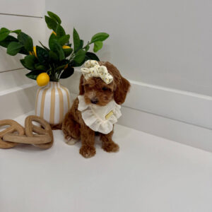 Lilo - FBB Cavapoo Puppy - BPPP Litter --_