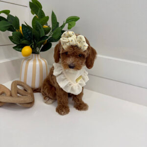 Lilo - FBB Cavapoo Puppy - BPPP Litter --_