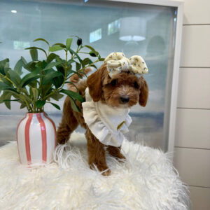 Lilo - FBB Cavapoo Puppy - BPPP Litter --_