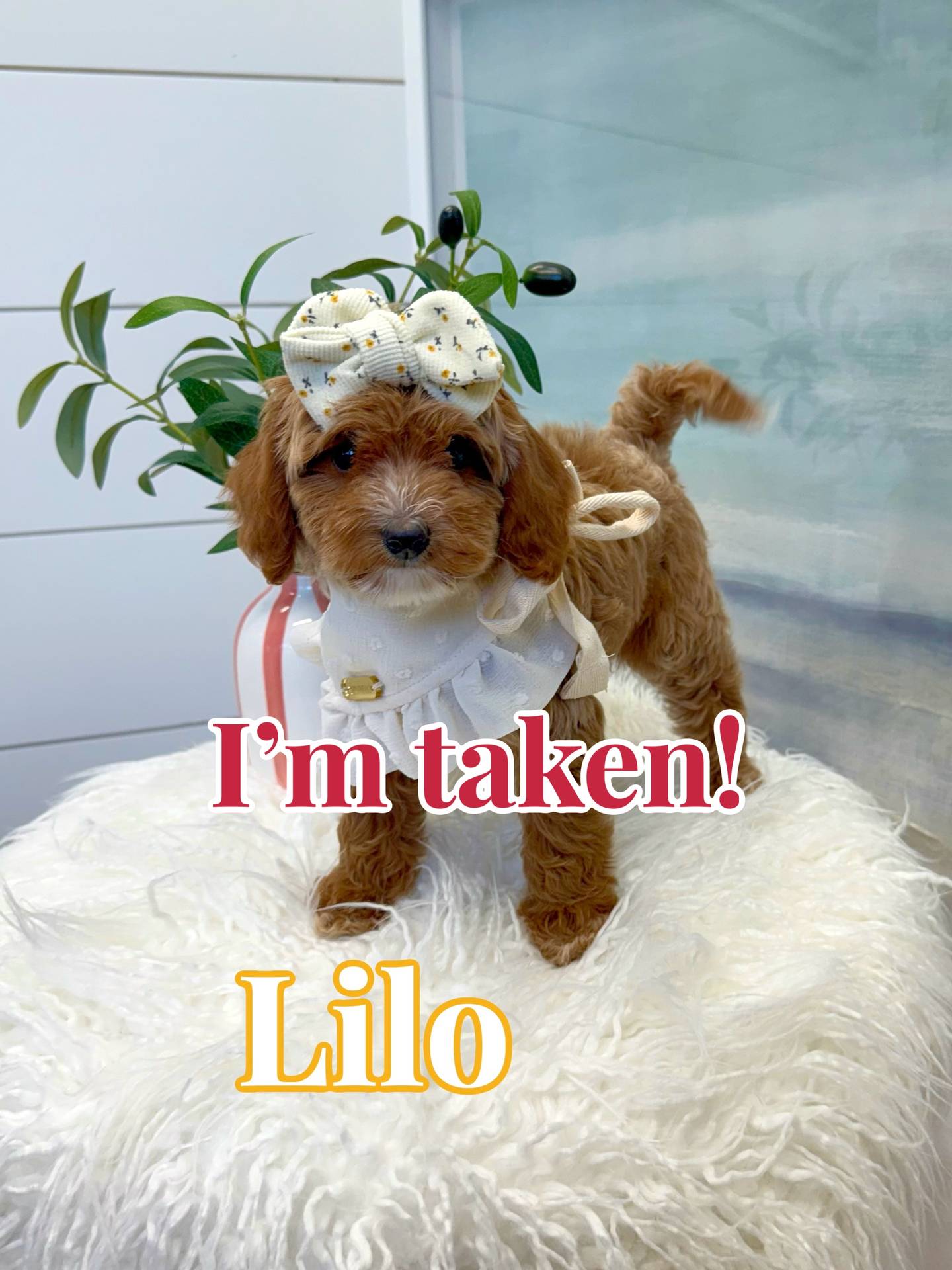 Lilo - FBB Cavapoo Puppy - BPPP Litter --_Forever Home in Boston- MA
