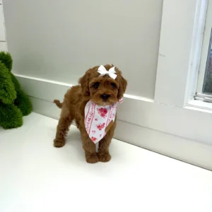 Lily - FB Cavapoo Puppy - BPPP Litter --_