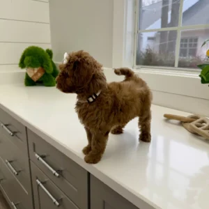 Lily - FB Cavapoo Puppy - BPPP Litter --_