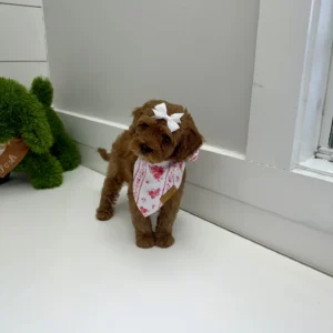 Lily - FB Cavapoo Puppy - BPPP Litter --_