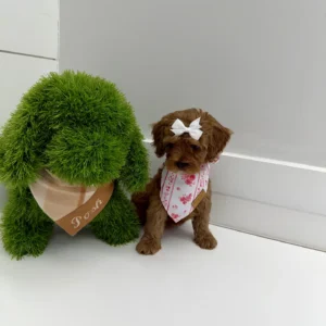 Lily - FB Cavapoo Puppy - BPPP Litter --_