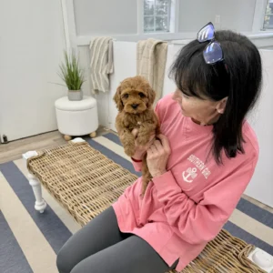 Lily - FB Cavapoo Puppy - BPPP Litter --_