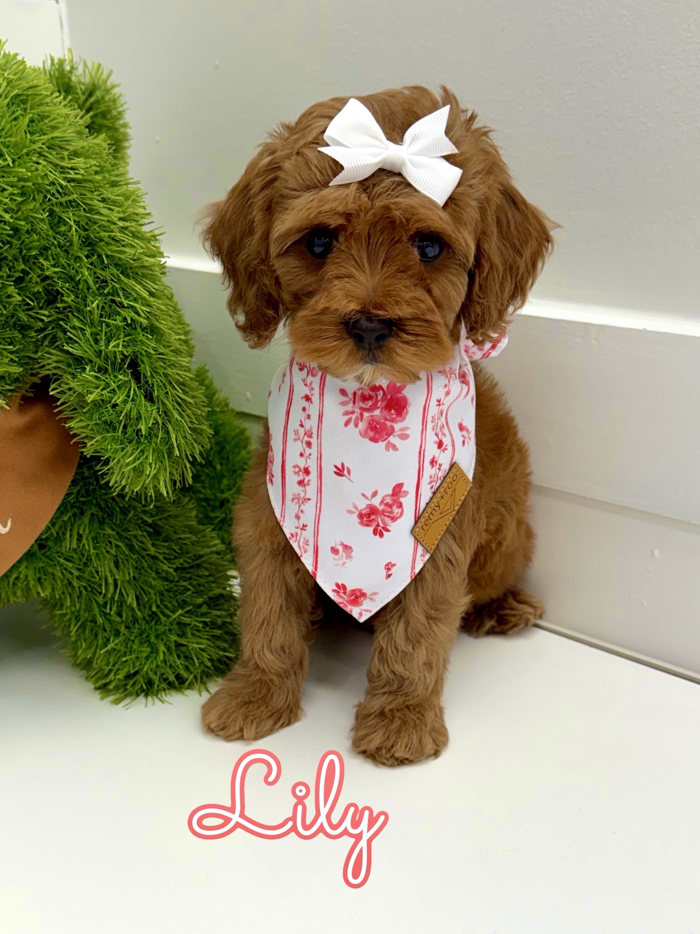 Lily - FB Cavapoo Puppy - BPPP Litter --_